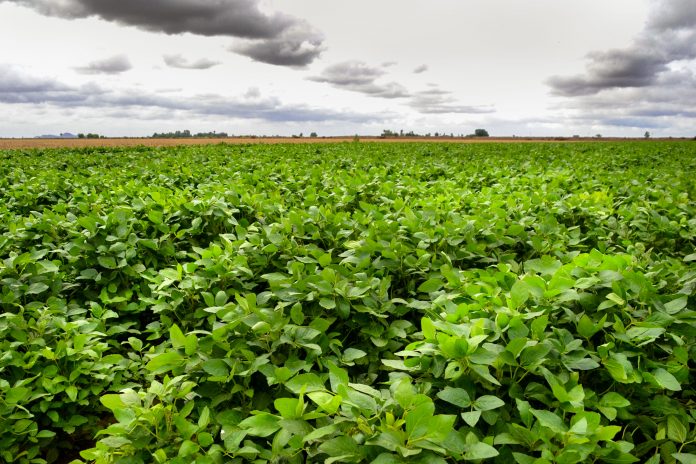 ACTUALMENTE EXISTEN en el Valle del Yaqui más de 10 mil hectáreas que están libres de usos de agroquímicos.