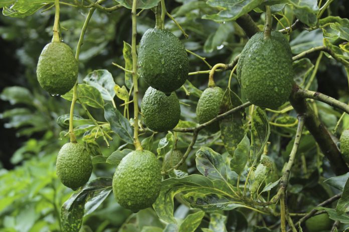 AUMENTARÍAN EXPORTACIONES de frutales de Morelos, como aguacate y cítricos, a otros países.