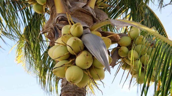 UN COCOTERO híbrido que produce más fruta, que resiste enfermedades y plagas letales, fue creado por el Instituto Nacional de Investigaciones Forestales, Agrícolas y Pecuarias (INIFAP) de México.
