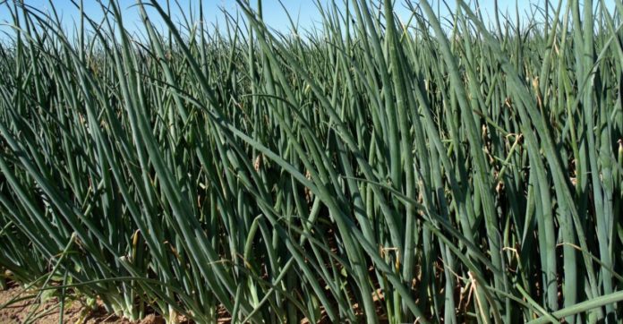 EL CEBOLLÍN, hortaliza que se siembra durante los ciclos agrícolas otoño-invierno 2019-2021 y primavera-verano 2021, en los campos de Baja California, se ha convertido en uno de los cultivos importantes.