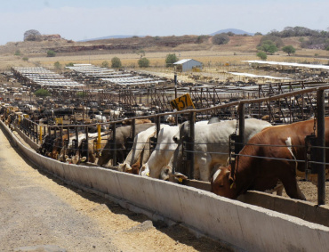 ALREDEDOR de 100 elementos de la Guardia Nacional, capacitados por el SENASICA, refuerzan las acciones de vigilancia en la frontera sur para evitar el trasiego ilícito de ganado.