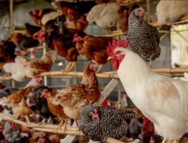 TRAS ATENDER y cerrar el foco de influenza aviar AH7N3 en un predio de traspatio de Acolman, Estado de México, el SENASICA reporta que no hay riesgo para la producción de huevo y pollo.