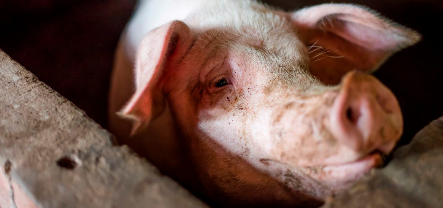 EL GOBIERNO de México presenta las medidas a poner en práctica en la industria porcina, para enfrentar una posible contingencia ante la cercanía de la Peste Porcina Africana(PPA)