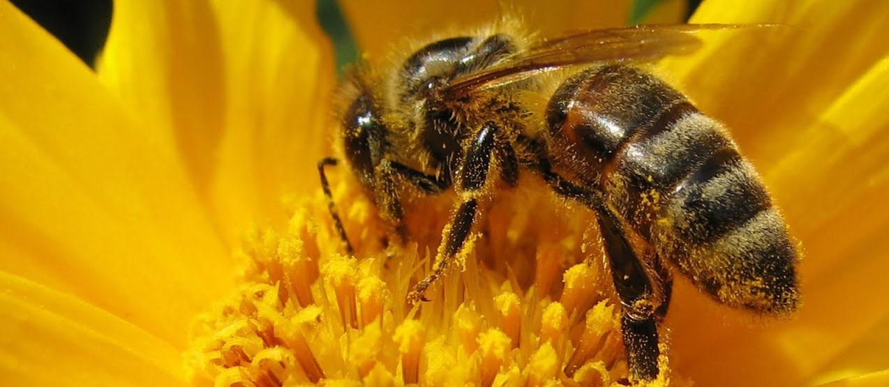 UN GRUPO de investigadores mexicanos desarrollan suplementos alimenticios para las abejas a base de plantas locales de fácil acceso