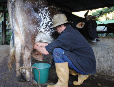 EN DURANGO proyectan la creación de una planta secadora y ultra pasteurizadora de leche que vendrá a beneficiar a pequeños ganaderos.