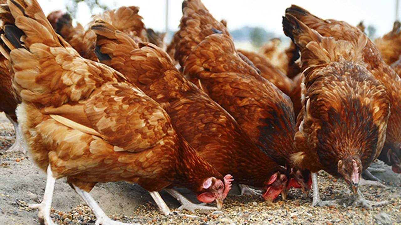 EN MÉXICO atendió pequeños brotes de influencia aviar el SENASICA.