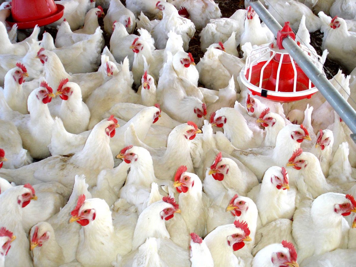 LAS HORMONAS inyectadas a pollos no son cesaría y dicha práctica no existe en México, afirma la Unión Nacional de Avicultores (UNA), en un comunicado.