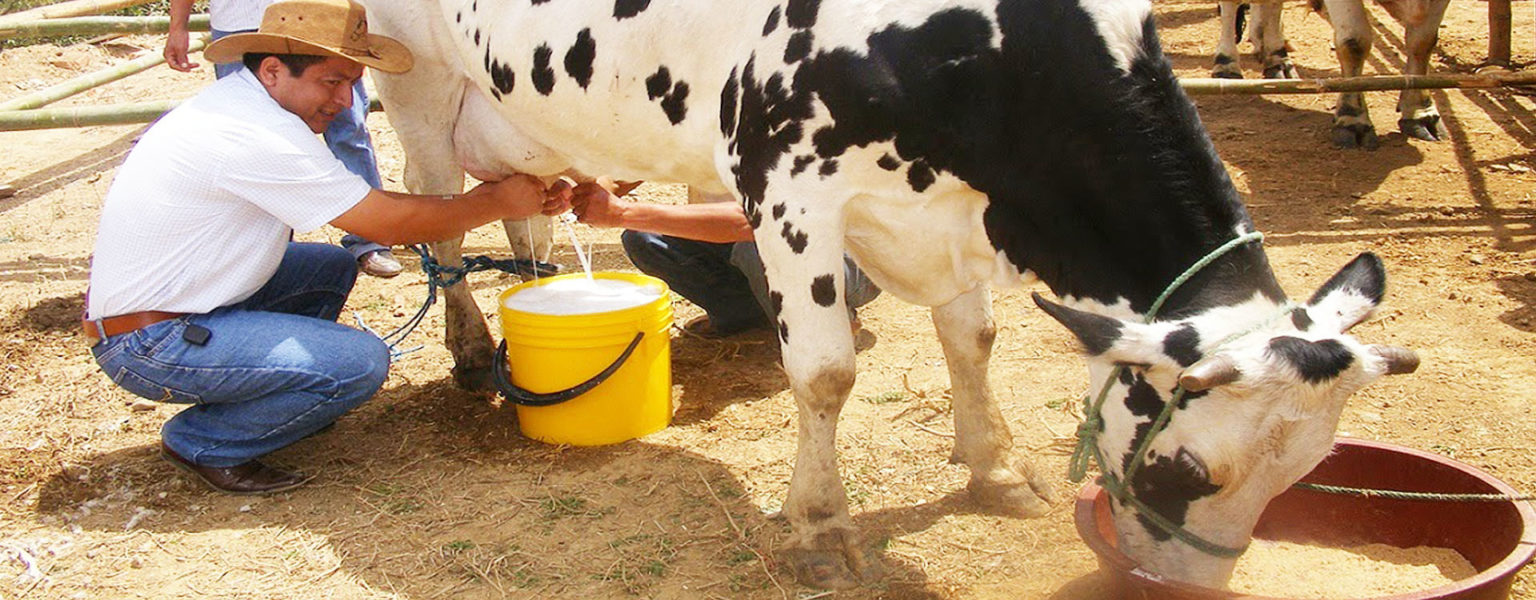 LA SADER informa que el gobierno mexicano apoya de manera integral a productores de lácteos de pequeña escala.