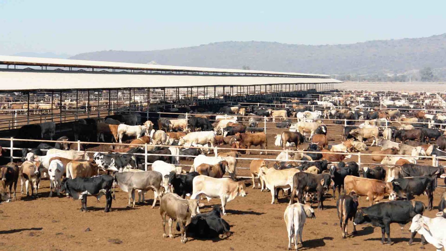 GANADEROS DE Aguascalientes padecen problemas económicos a causa del conflicto arancelario de Estados Unidos y China, y las medidas contra el coronavirus ordenadas por la OMS y el gobierno federal.
