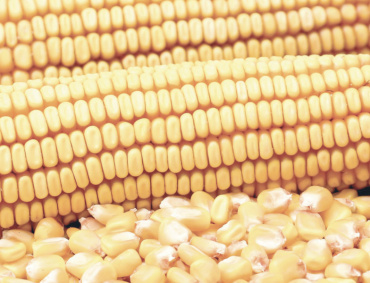 LA OFERTA de maíz blanco del ciclo 2021/22 será mayor en 2.3% este año y la oferta de grano amarillo para consumo humano será menor en 2.6 por ciento, con un decremento en este último del 22.9 por ciento respecto al ciclo agrícola anterior.