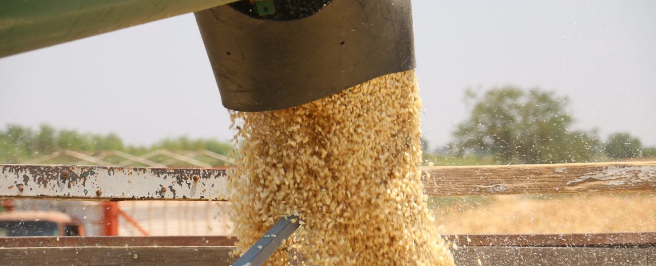 LA OFERTA internacional de maíz subiría ante un pronóstico de más producción de EE.UU. y Argentina, pero menor de Brasil, para arrojaría un inventario mundial disponible de mil 484.25 millones de toneladas, lo que lleva a la baja el precio del grano.
