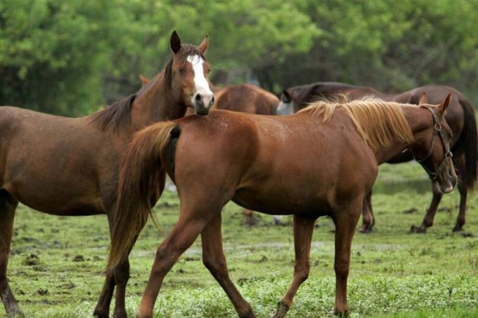 CIENTIFICOS del SENASICA, mediante pruebas de laboratorio, detectaron 35 caballos con signos clínicos del Virus de la Encefalitis Equina del Oeste (VEEO), en algunos municipios Nayarit.