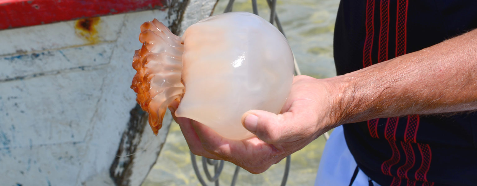 LA TEMPORADA de captura de la medusa bola de cañón, que se exporta a países asiáticos, ya comenzó en el Mar de Cortés.