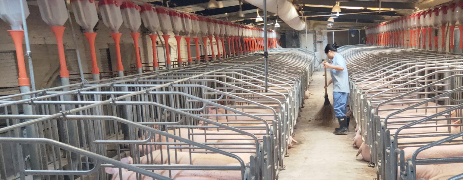 CON RECURSOS para combatir la Peste Porcina Africana y enfermedades exóticas de los cerdos, la SADER Jalisco se compromete a apoyar a la Unión Regional de Porcicultores de Jalisco (URPJ).