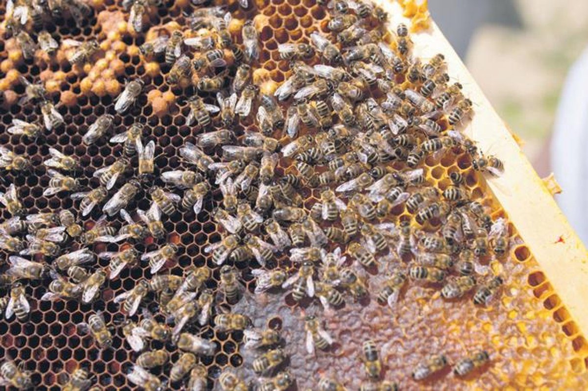 LA POBLACIÓN de abejas en la Comarca Lagunera colapsó por una floración atípica de los mezquites.