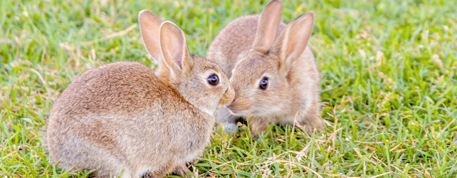 PELIGROSA enfermedad amenaza la cunicultura nacional, se llama: Enfermedad Hemorrágica Viral de los Conejos del tipo 2 (EHVC-2) y es letal, asegura el SENASICA.
