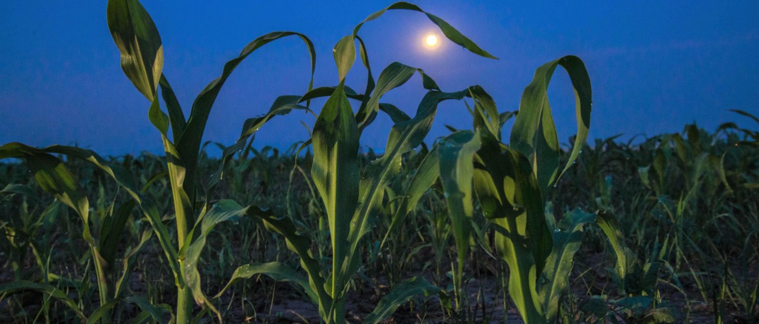 EL SUBSECRETARIO de Autosuficiencia Alimentaria de la SADER, Víctor Suárez Carrera, llamó a los productores a incorporarse al esquema de producción de maíz blanco libre de aflatoxinas.
