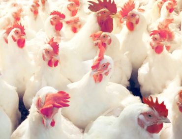 EL DATO LA INDUSTRIA avícola nacional es estratégica para la alimentación, ya que la carne de pollo es más barata que el cerdo o la res, pues representa 28.5 por ciento de la producción nacional pecuaria, con un consumo per cápita anual de 34.2 kilogramos de pollo, 23 kilogramos de huevo y 1.3 kilogramos de pavo. Fuente: Unión Nacional de Avicultores