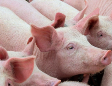 TÉCNICOS del SENASICA, por medio de análisis, descartaron la presencia de Peste Porcina Africana y fiebre porcina clásica, en los cerdos muertos en el rastro de Tepic, Nayarit.