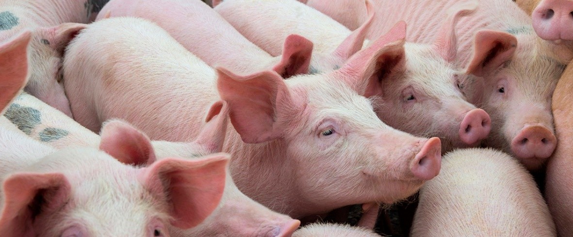 TÉCNICOS del SENASICA, por medio de análisis, descartaron la presencia de Peste Porcina Africana y fiebre porcina clásica, en los cerdos muertos en el rastro de Tepic, Nayarit.