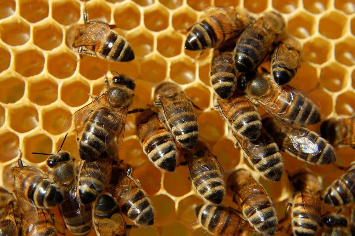 CAE de manera estrepitosa la producción de miel en regiones apícolas del Estado de Durango, como la de Canatlán.