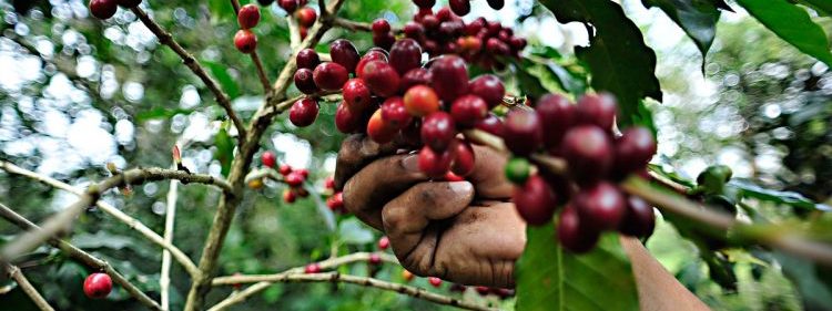 POR MEDIO de Acompañamiento técnico, «Producción para el Bienestar» fomenta la reducción del uso de agroquímicos, los sistemas biodiversos y la valoración de cafés de especialidad.