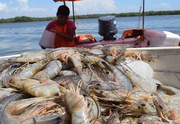ENTRE UN 5 y 10% más camarón obtuvieron los barcos camaroneros al arrancar la temporada de captura del crustáceo, aunque en contraste hay menos ventas que el año pasado.