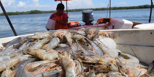 ENTRE UN 5 y 10% más camarón obtuvieron los barcos camaroneros al arrancar la temporada de captura del crustáceo, aunque en contraste hay menos ventas que el año pasado.