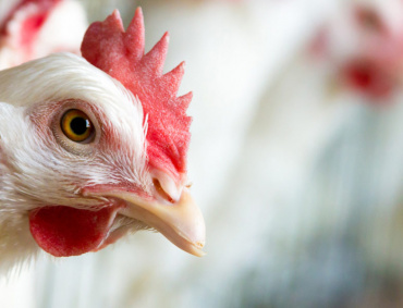 MÉXICO trabaja con autoridades de Estados Unidos con la finalidad de exportar pollo y huevo a ese mercado.