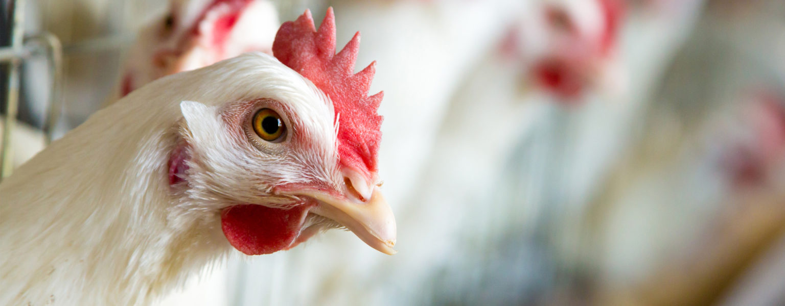 MÉXICO trabaja con autoridades de Estados Unidos con la finalidad de exportar pollo y huevo a ese mercado.