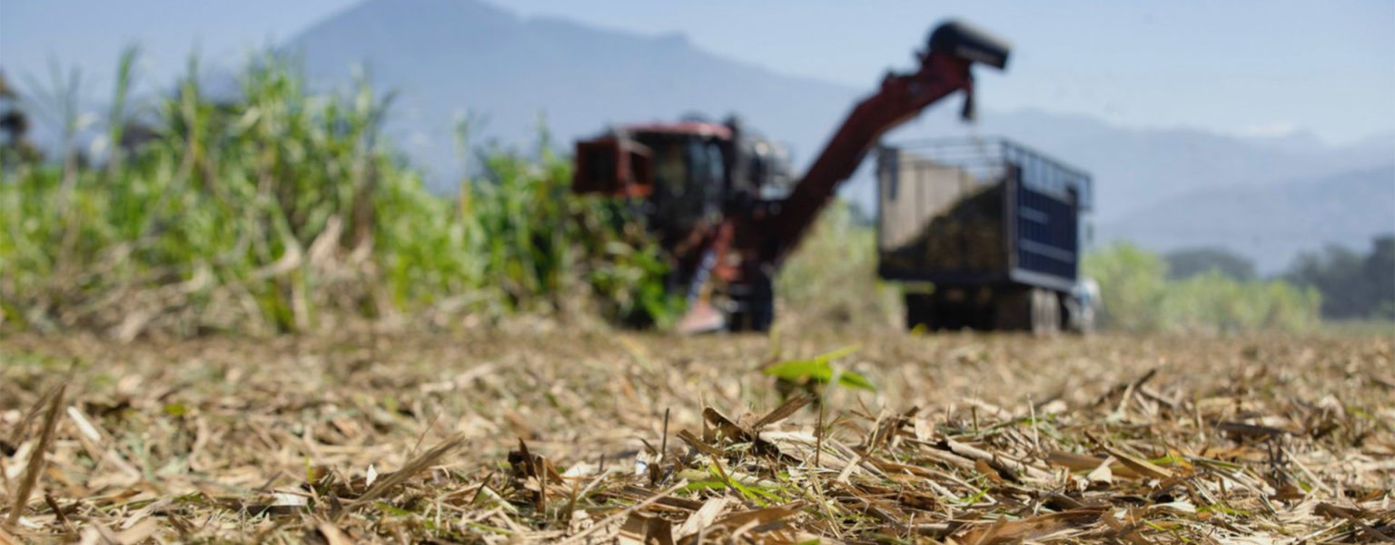 UN BUEN avance registra la zafra en Jalisco, ya que se busca igualar la del ciclo 2019-2020, que dejó siete millones 635 mil toneladas de caña y 871 mil toneladas de azúcar.