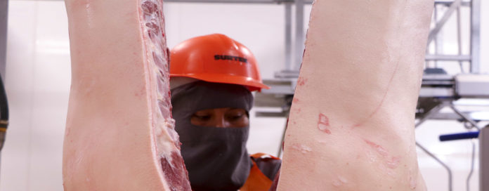 LA CRECIENTE demanda mundial de carne de cerdo representa un área de oportunidad para miles de productores de pequeña y mediana escala en México: OPORMEX.
