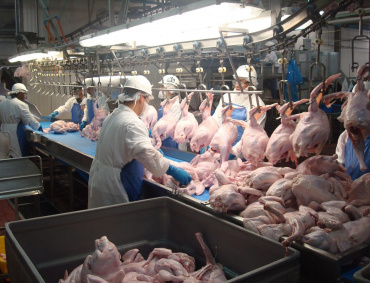 LA INDUSTRIA del pavo en México genera tres mil 430 empleos directos y 17 mil 150 indirectos, según la UNA.