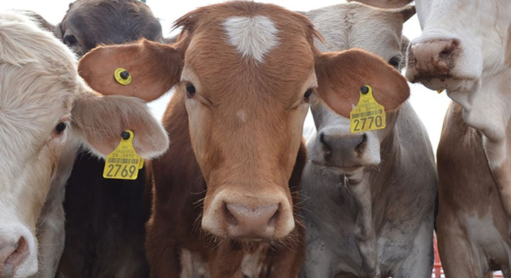 EL PROGRAMA «Crédito ganadero a la palabra» es evaluado oficialmente por la SFP, precisa el titular de la Secretaría de Agricultura y Desarrollo Rural (SADER), Víctor Villalobos.
