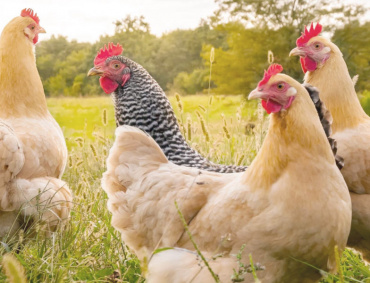 LA SADER-Jalisco tiene en marcha el Programa de Apoyo en Infraestructura y Equipamiento de Granjas Avícolas 2020 para fomentar la producción de huevo de rancho de gallinas libres de jaula.