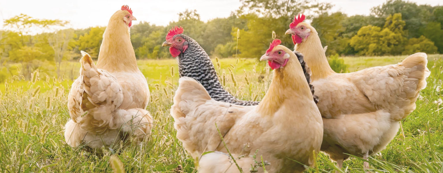 LA SADER-Jalisco tiene en marcha el Programa de Apoyo en Infraestructura y Equipamiento de Granjas Avícolas 2020 para fomentar la producción de huevo de rancho de gallinas libres de jaula.