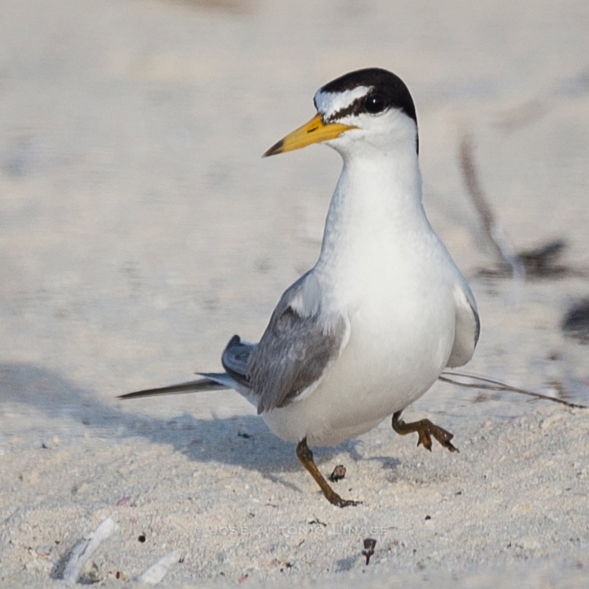 EN LA REGIÓN de Los Cabos, el estero josefino es el principal hábitat de esta ave migratoria.