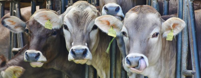 ASEGURA SADER que este año, las exportaciones cárnicas de México crecieron 11.4 por ciento en todas las ramas.