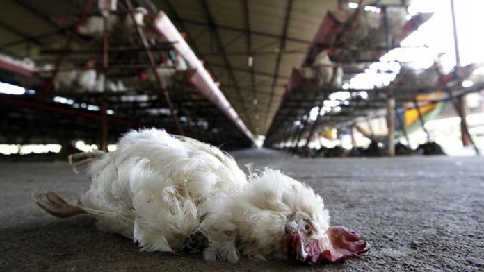 EL BROTE detectado en mayo pasado en una granja avícola en la zona de Los Altos de Jalisco, motivó a los investigadores a desarrollar la vacuna.