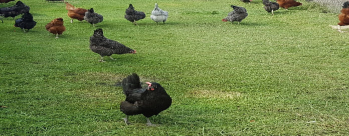 El HUEVO de gallina libre de jaula está en auge al incrementarse gradualmente la producción, informa SADER-Jalisco.