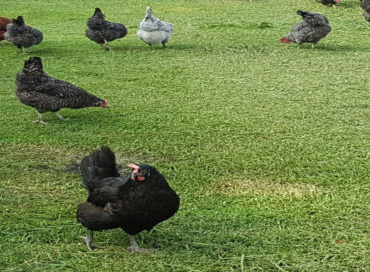 El HUEVO de gallina libre de jaula está en auge al incrementarse gradualmente la producción, informa SADER-Jalisco.