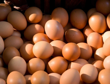 LA INDUSTRIA avícola nacional tiene garantizado el abasto de pollo, pavo y huevo en todo el territorio nacional durante la contingencia sanitaria del COVID-19.