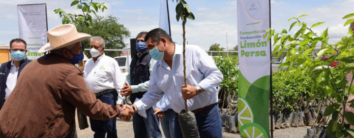 PARA QUE mejoren sus plantaciones de limón Persa, la SADER Jalisco, por medio del encargado de despacho Salvador Álvarez, entregó 15 mil arbolitos con genética mejorada a productores de distintas regiones de la entidad.