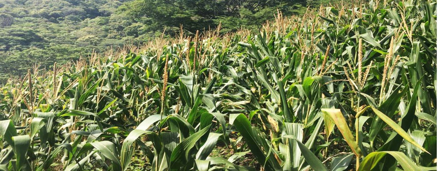 EL PROGRAMA de cultivo de maíz con apoyo estatal para utilizar productos sustentables, rinde hasta 30% más debido en gran parte al temporal y a la técnica agrícola.