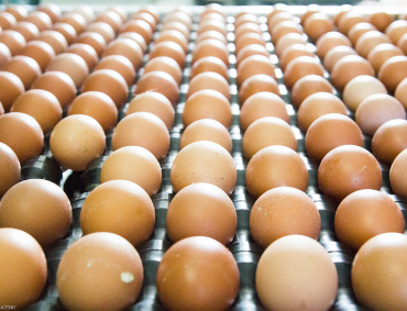 CASI EN 15 por ciento disminuyó la producción de pollo en Nuevo León el año pasado, según informó la SAGARPA.