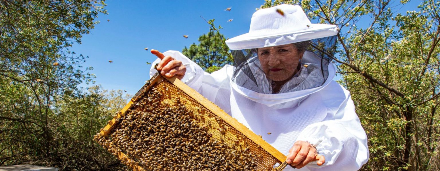 LA PARTICIPACIÓN de las mujeres en la apicultura de Jalisco es importancia, dado que tienen un rol fundamental en las fases de la extracción, el envasado y otras labores del proceso productivo.