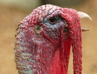 LOS CRIADORES de pavos de Parral, Chihuahua, esperan vender hasta mil ejemplares entre el 24 y 25 de diciembre.