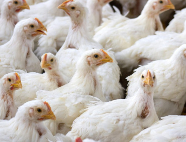 EN GUANAJUATO Y Querétaro ya eliminaron poblaciones completas de aves en algunos criaderos donde detectaron brotes de gripe aviar.