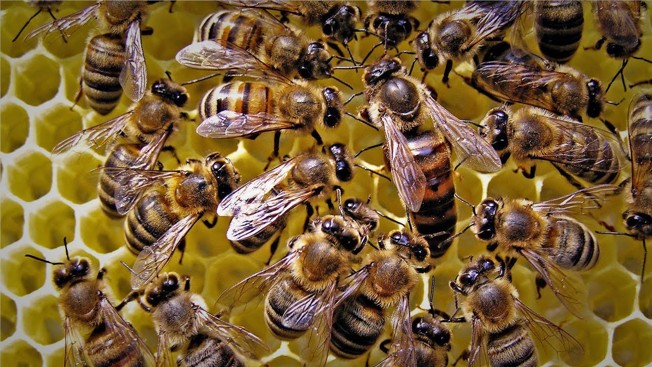 EN UN estudio elaborado por la UNAM y el SENASICA, científicos buscan formas de proteger a las abejas europeas.