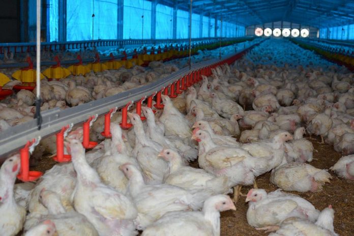 LOS EMPRESARIOS avícolas de EE. UU. no dejarán de vender pollo a México, su principal comprador.